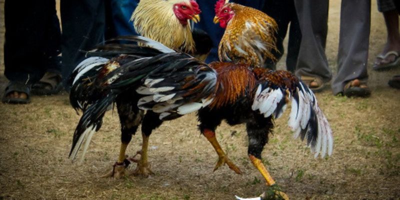 Đá Gà Cựa Sắt