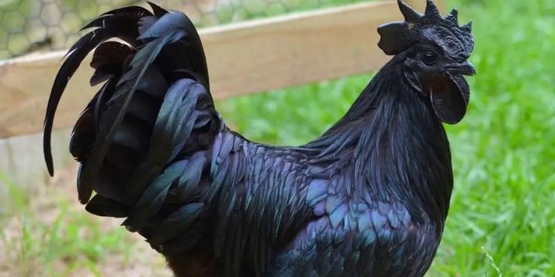 Màu mạng đá gà đen cực nổi tiếng